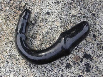 dildo